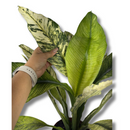 Planta Spathiphyllum Sensation Variegata Rara Muda Pote 17