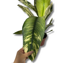 Planta Spathiphyllum Sensation Variegata Rara Muda Pote 17
