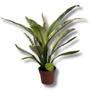 Planta Spathiphyllum Sensation Variegata Rara Muda Pote 17