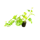Vaso De Cerâmica Ouro Preto 15cm Furo De Drenagem Plantas