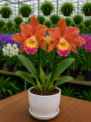 Muda De Orquídea Branca Ou Laranja Planta Ornamental Chique