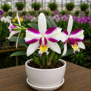Muda De Orquídea Branca Ou Laranja Planta Ornamental Chique