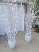 Kit 3 Galhos Brancos Desidratados 1,25m Corkscrew Willow