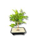 Bonsai Frutífero Jabuticaba