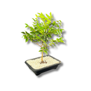 Bonsai Frutífero Jabuticaba