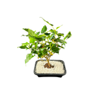 Planta Bonsai Frutífero Amora Verdadeira Viva