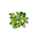 Planta Bonsai Frutífero Amora Verdadeira Viva