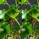 Planta Bonsai Frutífero Amora Verdadeira Viva