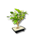 Planta Bonsai Frutífero Amora Verdadeira Viva