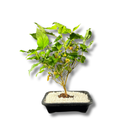 Planta Bonsai Frutífero Amora Verdadeira Viva