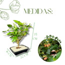 Planta Bonsai Frutífero Amora Verdadeira Viva
