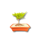 Bonsai Prateado Natural Planta Ornamental Em Vaso Decorativo