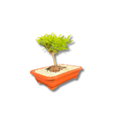 Bonsai Prateado Natural Planta Ornamental Em Vaso Decorativo
