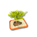 Bonsai Prateado Natural Planta Ornamental Em Vaso Decorativo