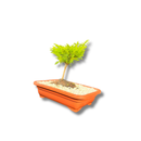 Bonsai Prateado Natural Planta Ornamental Em Vaso Decorativo