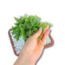 Bonsai Prateado Natural Planta Ornamental Em Vaso Decorativo