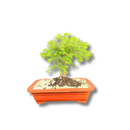 Bonsai Zimbro Natural Planta Ornamental Decoração Pedrinhas