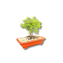 Bonsai Zimbro Natural Planta Ornamental Decoração Pedrinhas