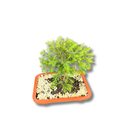 Bonsai Zimbro Natural Planta Ornamental Decoração Pedrinhas