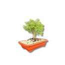 Bonsai Zimbro Natural Planta Ornamental Decoração Pedrinhas
