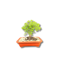 Bonsai Zimbro Natural Planta Ornamental Decoração Pedrinhas