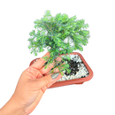 Bonsai Zimbro Natural Planta Ornamental Decoração Pedrinhas