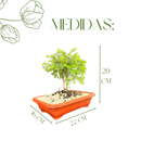 Bonsai Zimbro Natural Planta Ornamental Decoração Pedrinhas