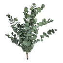 Buque De Eucalipto Desidratado Natural - Seco 20Cm