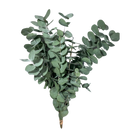 Buque De Eucalipto Desidratado Natural - Seco 20Cm