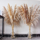 5 Haste de Capim dos Pampas Pluma Grass Boho