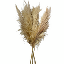 5 Haste de Capim dos Pampas Pluma Grass Boho