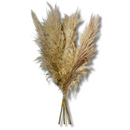 5 Haste de Capim dos Pampas Pluma Grass Boho