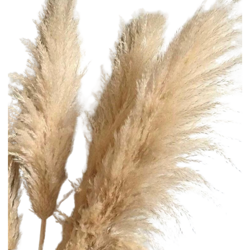 8 Haste de Capim dos Pampas Pluma Grass Boho