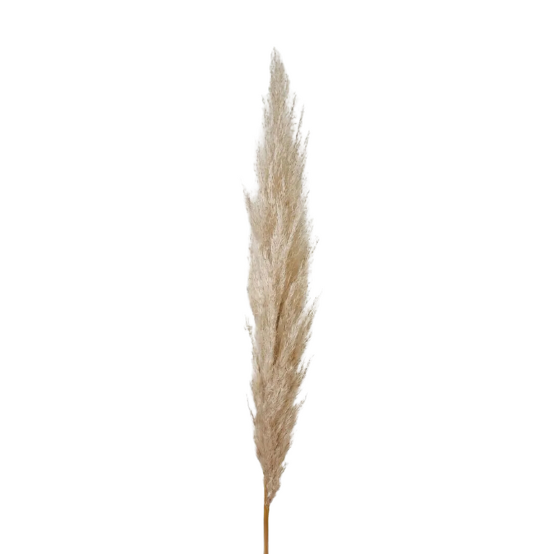 8 Haste de Capim dos Pampas Pluma Grass Boho