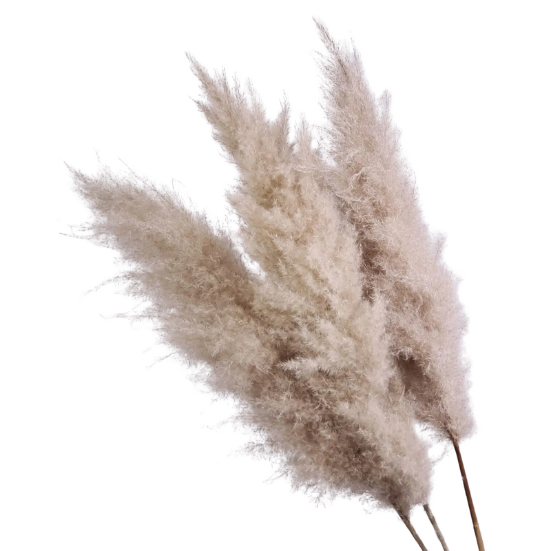 8 Haste de Capim dos Pampas Pluma Grass Boho