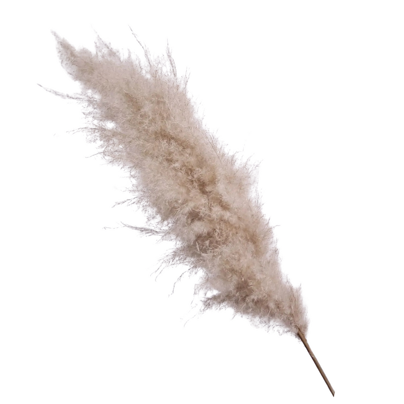 8 Haste de Capim dos Pampas Pluma Grass Boho