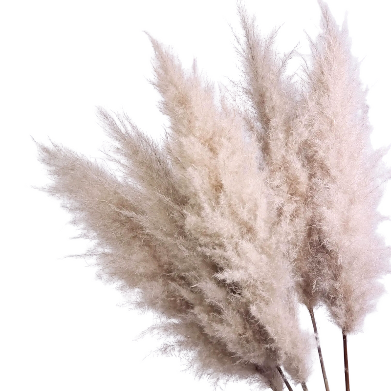 8 Haste de Capim dos Pampas Pluma Grass Boho