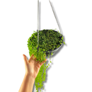1 Planta Colar De Pérola Verde Rosário Natural cuia 21