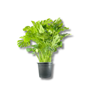 Costela De Adão Gigante Monstera Deliciosa Pote30 Ornamental