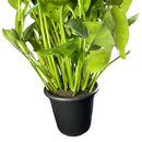 Costela De Adão Gigante Monstera Deliciosa Pote30 Ornamental