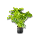 Costela De Adão Gigante Monstera Deliciosa Pote30 Ornamental
