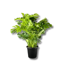 Costela De Adão Gigante Monstera Deliciosa Pote30 Ornamental