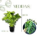 Costela De Adão Gigante Monstera Deliciosa Pote30 Ornamental