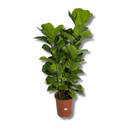 Planta Ficus Lyrata Pote 24 3 Tronco 1 metro - Verdadeira
