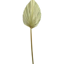 1 Mini Folha De Palmeira Latania Leque Pena Desidratada Seca