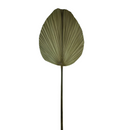 Kit 3 Folha De Palmeira Latania Leque Redonda Desidratada Seca