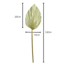 1 Mini Folha De Palmeira Latania Leque Pena Desidratada Seca