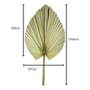 Kit 3 Folha De Palmeira Latania Leque Pena Desidratada Seca