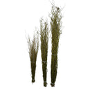 Kit 10 Galhos Vime Desidratado Seco Torto 1 Metro