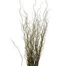 Kit 100 Galhos Seco Vime Torto 1 Metro